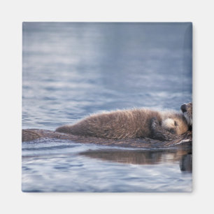 zeeotter, Enhydra lutris lutris Magneet