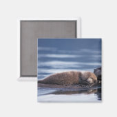 zeeotter, Enhydra lutris lutris Magneet (Voorkant / Achterkant)