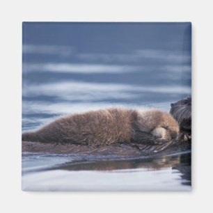 zeeotter, Enhydra lutris lutris Magneet
