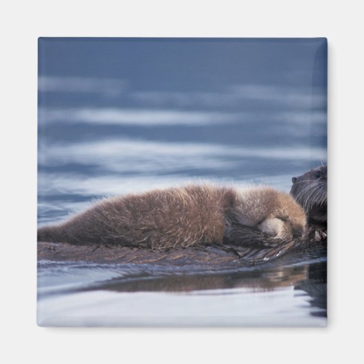 zeeotter, Enhydra lutris lutris Magneet (Voorkant)