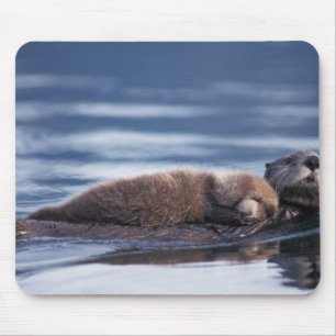 zeeotter, Enhydra lutris lutris Muismat