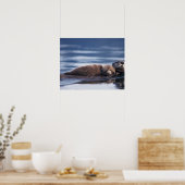 zeeotter, Enhydra lutris lutris Poster (Keuken)