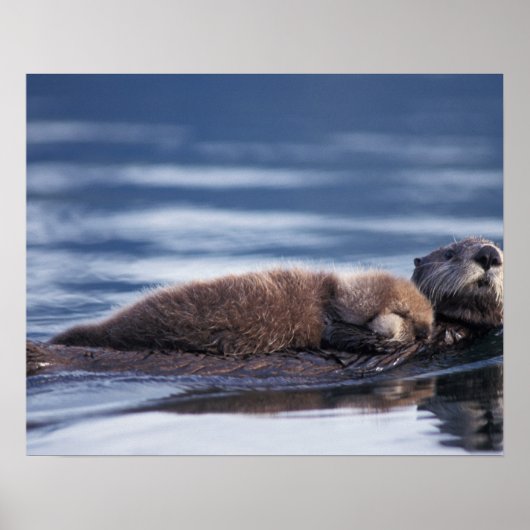 zeeotter, Enhydra lutris lutris Poster (Voorkant)