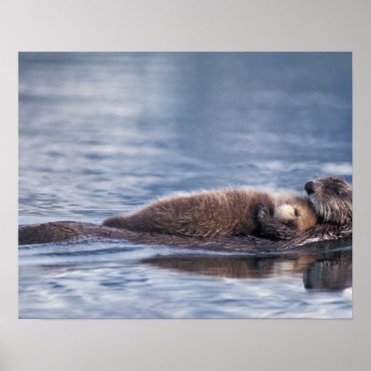 zeeotter, Enhydra lutris lutris Poster (Voorkant)