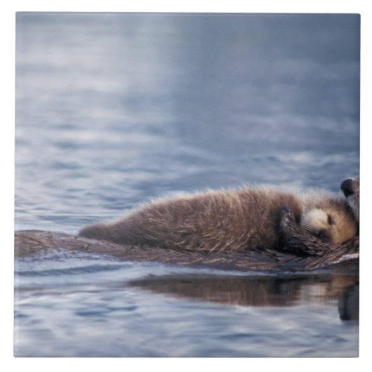 zeeotter, Enhydra lutris lutris Tegeltje (Voorkant)