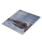 zeeotter, Enhydra lutris lutris Tegeltje (Zijkant)