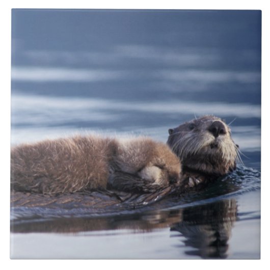 zeeotter, Enhydra lutris lutris Tegeltje (Voorkant)