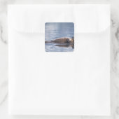 zeeotter, Enhydra lutris lutris Vierkante Sticker (Tas)