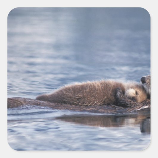 zeeotter, Enhydra lutris lutris Vierkante Sticker (Voorkant)