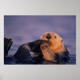 Zeeotter, Enhydra lutris Poster