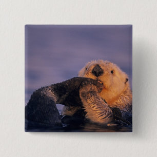 Zeeotter, Enhydra lutris Vierkante Button 5,1 Cm