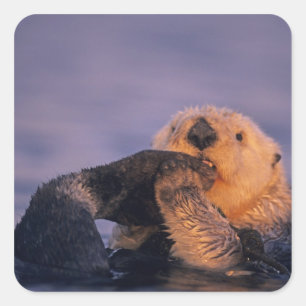 Zeeotter, Enhydra lutris Vierkante Sticker