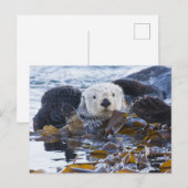 Zeeotter gewikkeld in kelp briefkaart (Voorkant / Achterkant)