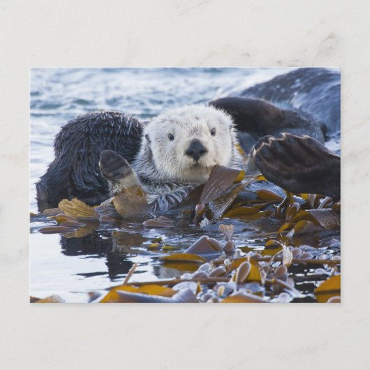 Zeeotter gewikkeld in kelp briefkaart (Voorkant)