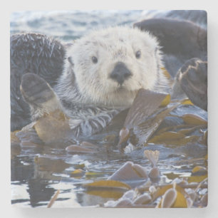 Zeeotter gewikkeld in kelp stenen onderzetter