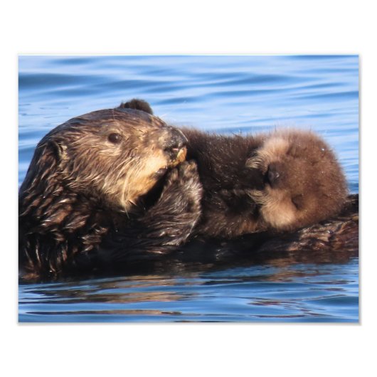 Zeeottermoeder en schattige pup foto afdruk (Voorkant)