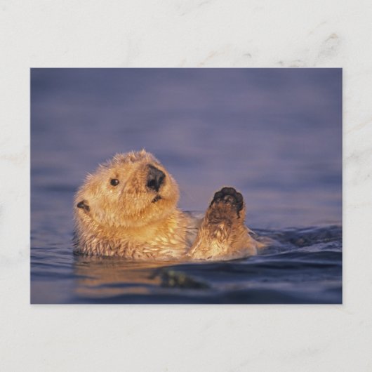 Zeeotters, Enhydra lutris 2 Briefkaart (Voorkant)