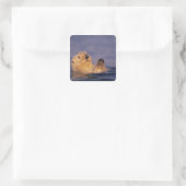 Zeeotters, Enhydra lutris 2 Vierkante Sticker (Tas)