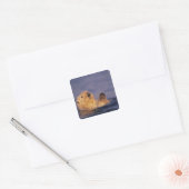 Zeeotters, Enhydra lutris 2 Vierkante Sticker (Envelop)