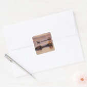Zeeotters, Enhydra lutris 3 Vierkante Sticker (Envelop)