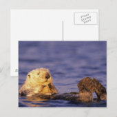 Zeeotters, Enhydra lutris 4 Briefkaart (Voorkant / Achterkant)