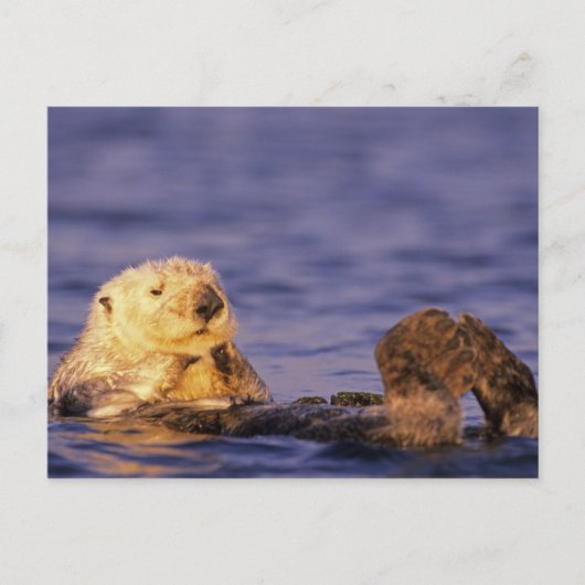 Zeeotters, Enhydra lutris 4 Briefkaart (Voorkant)