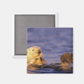 Zeeotters, Enhydra lutris 4 Magneet (Voorkant / Achterkant)