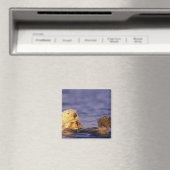 Zeeotters, Enhydra lutris 4 Magneet (Insitu (Vaatwasser))
