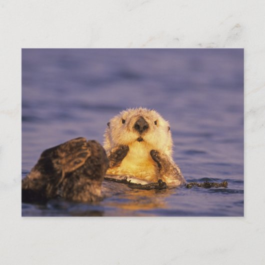 Zeeotters, Enhydra lutris 5 Briefkaart (Voorkant)