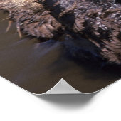 Zeeotters, Enhydra lutris 6 Poster (Hoek)