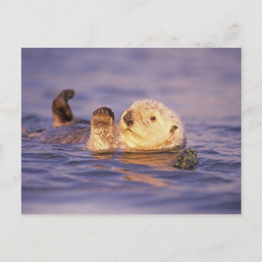 Zeeotters, Enhydra lutris Briefkaart (Voorkant)
