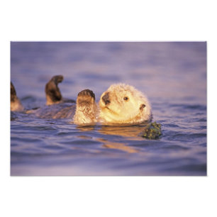 Zeeotters, Enhydra lutris Foto Afdruk