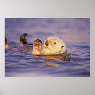 Zeeotters, Enhydra lutris Poster