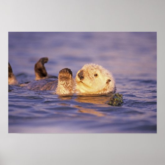 Zeeotters, Enhydra lutris Poster (Voorkant)