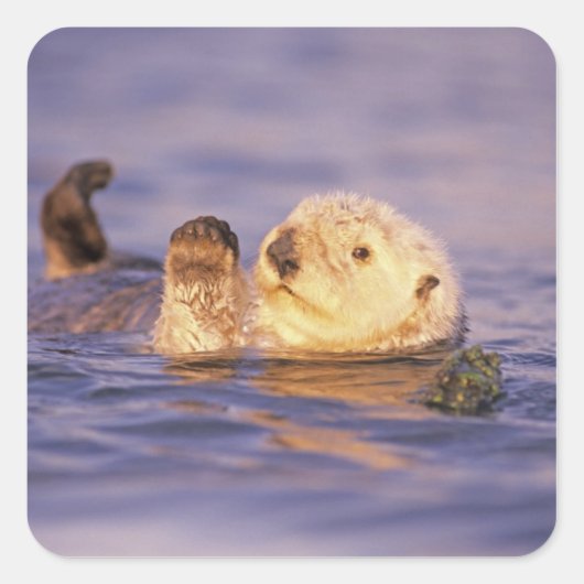 Zeeotters, Enhydra lutris Vierkante Sticker (Voorkant)