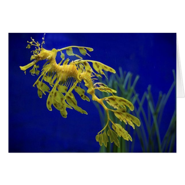 Zeepaard (Voorkant Horizontaal)