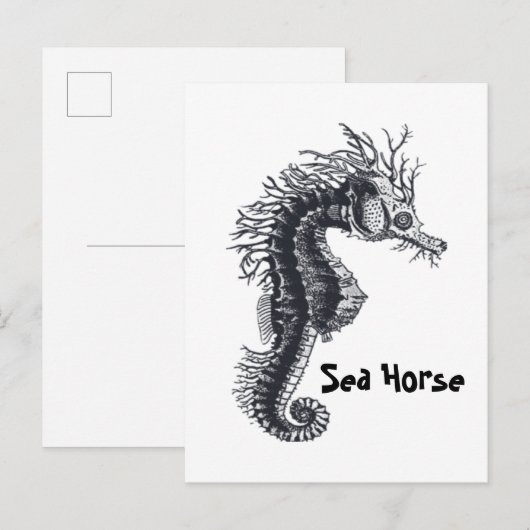ZEepaard Briefkaart (Voorkant / Achterkant)