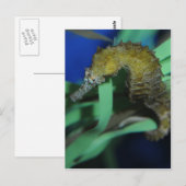 Zeepaard Briefkaart (Voorkant / Achterkant)