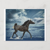 Zeepaard Briefkaart (Voorkant)