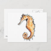 Zeepaard Briefkaart (Voorkant / Achterkant)