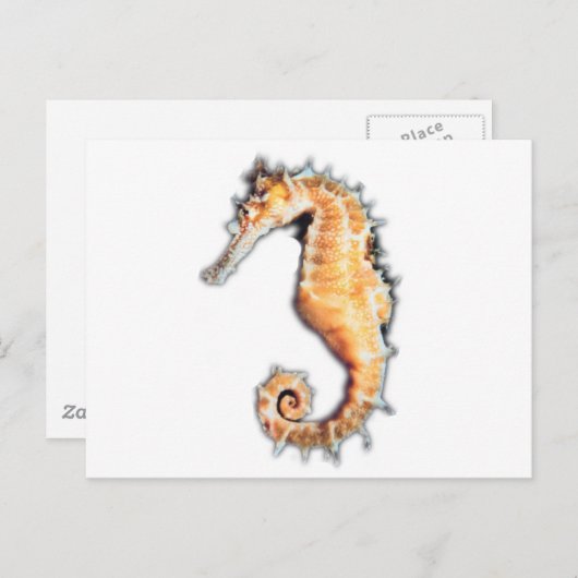 Zeepaard Briefkaart (Voorkant / Achterkant)