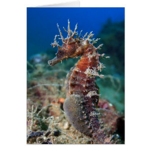 Zeepaard   Hippocampus Ramulosus