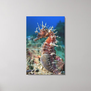 Zeepaard Hippocampus Ramulosus Canvas Afdruk