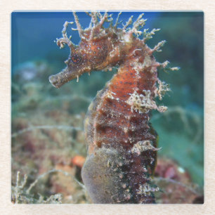 Zeepaard Hippocampus Ramulosus Glazen Onderzetter