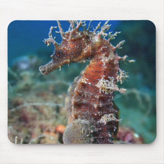 Zeepaard | Hippocampus Ramulosus Muismat (Voorkant)