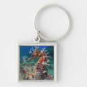 Zeepaard | Hippocampus Ramulosus Sleutelhanger (Voorkant)