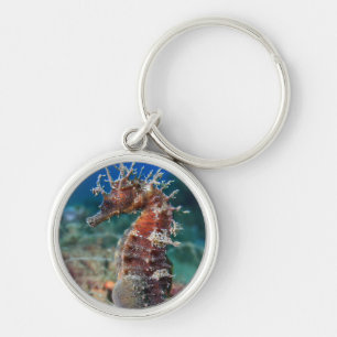 Zeepaard   Hippocampus Ramulosus Sleutelhanger