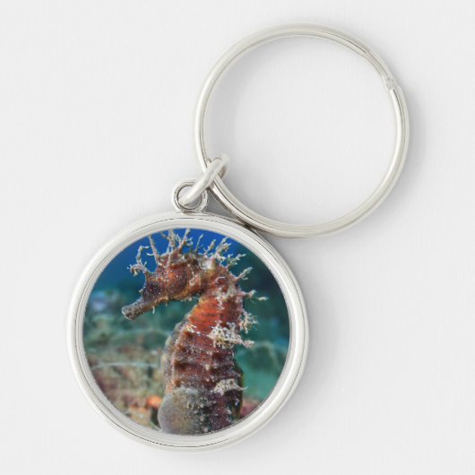 Zeepaard | Hippocampus Ramulosus Sleutelhanger (Voorkant)