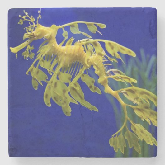 Zeepaard Stenen Onderzetter (Voorkant)