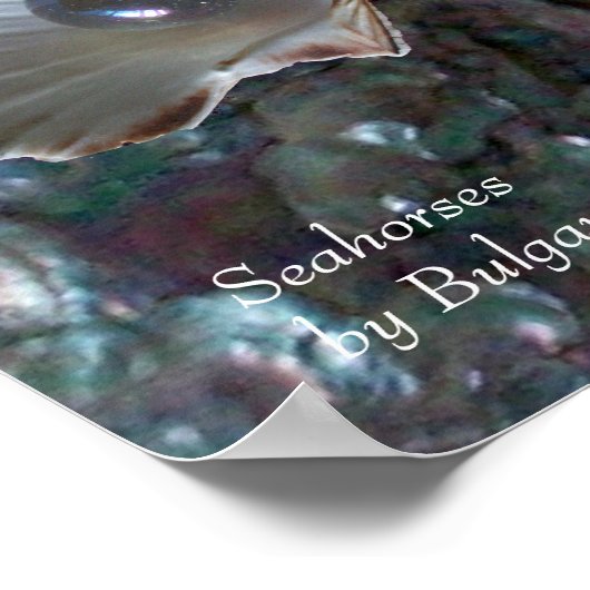 ZEEPAARDEN SCHELPEN,PARELMOER EN KLEURRIJKE EDELST POSTER (Hoek)